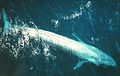 לוויתן כחול - החיה הגדולה בעולם, נצפה פרט במפרץ אילת ב-2018