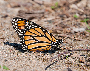 Male Monarch butterfly mud-puddling