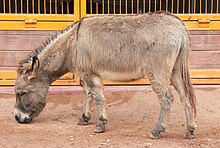 Donkey (Equus asinus) at Disney's Animal Kingdom (16-01-2005).jpg