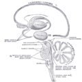 Схема основних мозкових структур.