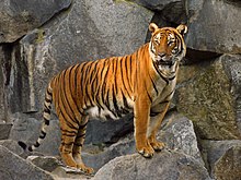 Una tigre indocinese; a volte la sua preda abituale diventa l'orso tibetano.