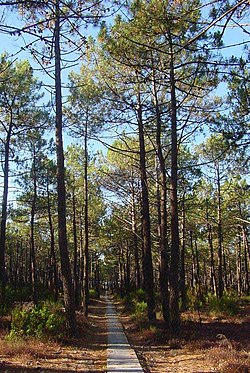 Strandfura (Pinus pinaster)