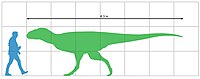 Size of Rahiolisaurus gujaratensis compared to human