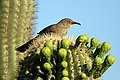 28.8 - 3.9: In utschè (toxostoma curvirostre) sin in cactus (carnegiea gigantea) en l'Arizona.