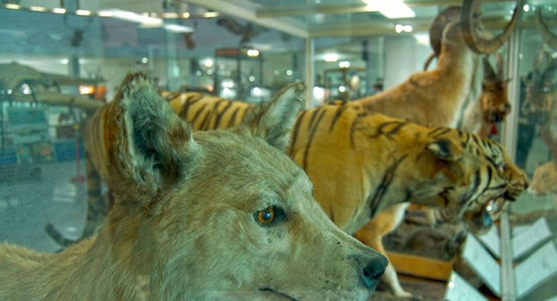 File:Urmia Natural History Museum -wild mammals.jpg