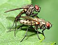 Dvije muhe iz porodice Anthomyiidae za parenja