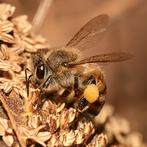 喺坦桑尼亞影到嘅蜜蜂
