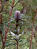 Banksia plagiocarpa, Hinchinbrook Island