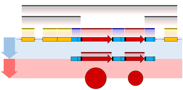 原核生物の遺伝子の構造図