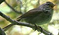 Pale-legged leaf-warbler