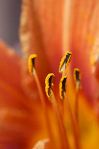 Turuncu güngüzeli (Hemerocallis fulva) bitkisi çiçeğindeki stamenleri (Üreten:Noumenon)