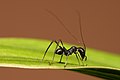 Ấu trùng của loài cào cào Macroxiphus bắt chước một con kiến