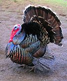 A male turkey strutting