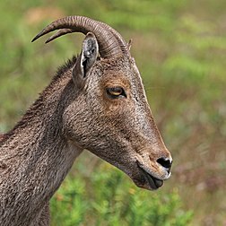 Fêmea de Tahr-de-Nilgiri (Nilgiritragus hylocrius), uma espécie de cabra endêmica da cordilheira dos Gates Ocidentais, no Parque nacional de Eravikulam, Querala, Índia (definição 4 000 × 4 000)