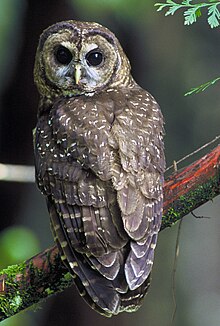 The rare Northern Spotted Owl Strix occidentalis caurina