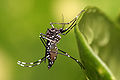 Image 2Nyamuk Aedes aegypti yang dapat membawa virus penyebab sejumlah penyakit seperti chikungunya, demam berdarah, demam kuning, dan demam Zika. Oleh: Muhammad Mahdi Karim. (from Portal:Virus/Gambar pilihan)