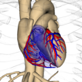 胸郭と心臓（アナトモグラフィーで編集）
