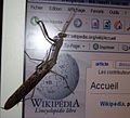 Paramantis prasina kelihatan menyukai Wikipedia