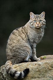Felis silvestris silvestris (evropska divja mačka)
