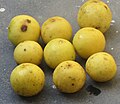 Indian lemons, one pinned by its thorn