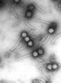 DNA-Viren: Bacillus-Phage Gamma (Klasse Caudo­viricetes, Morpho­typ Siphoviren)[18]