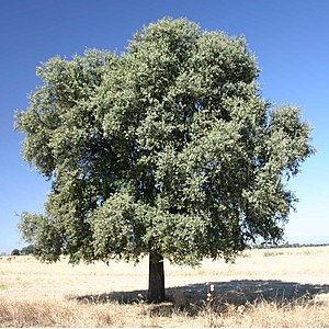 rondfolia kverko (Quercus rotundifolia)