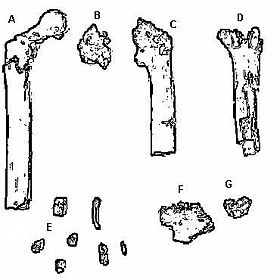 A ilustração dos fósseis de Orrorin tugenensis