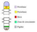 Thumbnail for File:Annelida segmentação.png