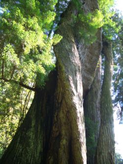 Parti mamutfenyő (redwood)