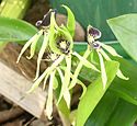 Orchidea (Prosthechea codleata), Belize nemzeti virága