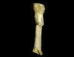 CCH1 – 67 000 m. senumo trečiojo padikaulio fosilija, priskiriama Homo luzonensis.
