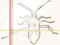28: Heteroptera