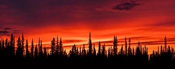 Pôr do sol na floresta em Tok, Alasca, Estados Unidos (definição 8 688 × 3 482)