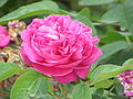 Kultivar 'Rose de Resht'