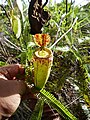 ? N. ampullaria × N. eustachya
