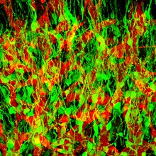 Конфокальна мікрофотографія GFP-позитивних нейральних клітин-попередників (зелений колір) нюхової цибулини щура. RECA-1-позитивні кровоносні судини - червоний колір.