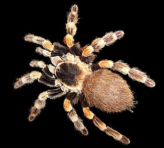 Brachypelma smithi türü bir örümcek.(Üreten:w:user:Fir0002)