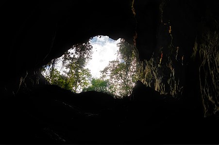 Detalhes da vegetação da entrada da caverna