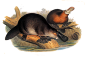 Nokkloomad. Illustratsioon John Gouldi raamatust "The Mammals of Australia" (1849–1861)