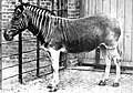 Kvagga (Equus quagga)