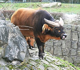 Карликовый буйвол Syncerus caffer nanus в зоопарке в Чехии