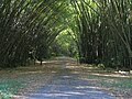 A "Bamboo Cathedral" in Chaguaramas, त्रिनिनाद आणि टोबॅगो.