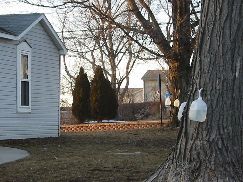 File:Collecting maple sap in suburban location.jpg