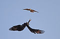 Aquila verreauxii, Falco biarmicus