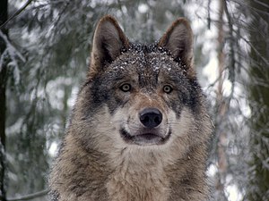 一隻灰狼。