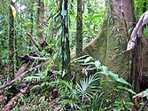 Tropisch reegnbus, Queensland, Austroalië
