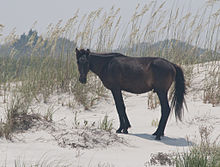 cheval noir dans le sable avec un peu de hautes herbes
