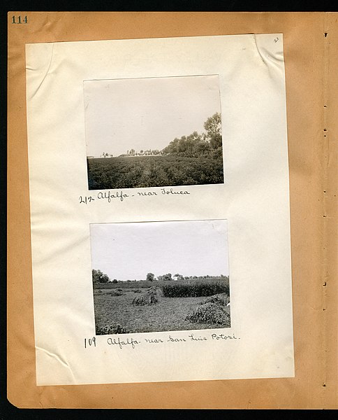 File:Chase album, 1898, 1903, and undated (Page 114) BHL46399549.jpg
