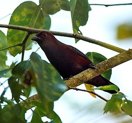 Рудочерева нігрита (Національний парк Какум[en], Гана)