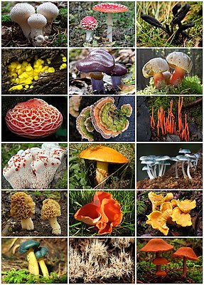 Ünlik slacher faan swaampen (Fungi)